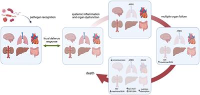 Organotypic heterogeneity in microvascular endothelial cell responses in sepsis—a molecular treasure trove and pharmacological Gordian knot